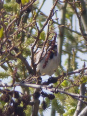Emberiza schoeniclus