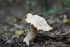 Floccularia luteovirens