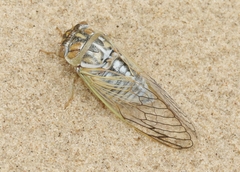 Megatibicen harenosus