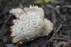 Floccularia luteovirens