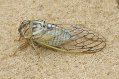 Megatibicen harenosus