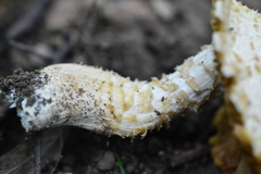 Floccularia luteovirens