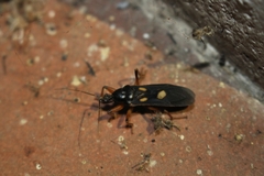 Ectomocoris