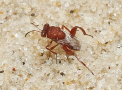 Hockeria rubra