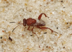 Hockeria rubra