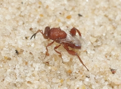 Hockeria rubra