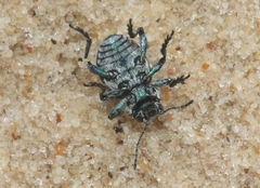 Graphops comosa