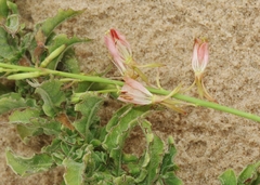 Oenothera cinerea