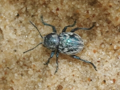 Graphops comosa