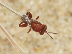 Hockeria rubra