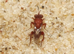 Hockeria rubra