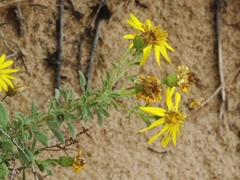 Heterotheca angustifolia