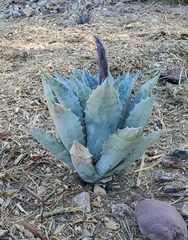 Agave colorata