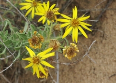 Heterotheca angustifolia