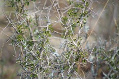 Castela erecta