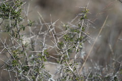 Castela erecta