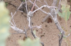 Callirhytis frequens