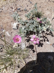 Sphaeralcea mendocina