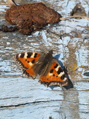 Aglais urticae