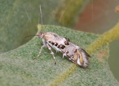 Lithariapteryx abroniaeella