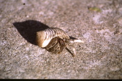 Coenobita rugosus