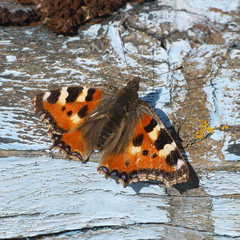 Aglais urticae