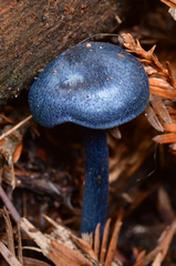 Entoloma subcarneum