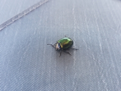 Chrysolina auripennis