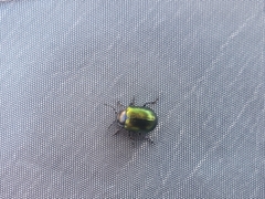 Chrysolina auripennis