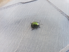 Chrysolina auripennis