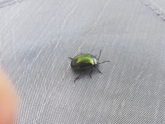 Chrysolina auripennis