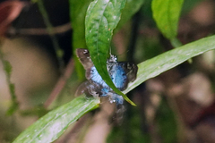 Quadrus cerialis
