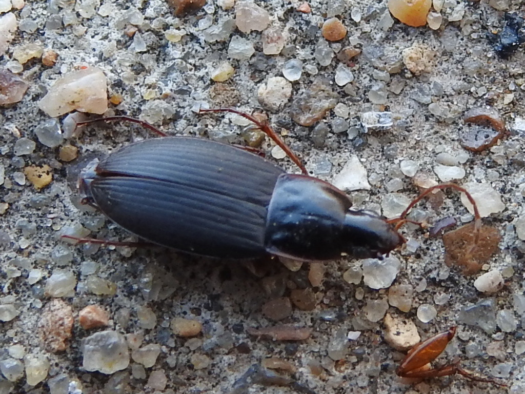 Calathus opaculus