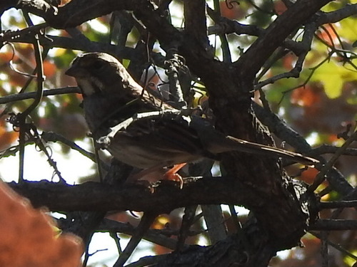 White-throated Sparrow photographed in Oklahoma
