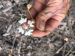 Xanthosia atkinsoniana