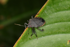 Ochlerus circummaculatus