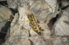 Agroecotettix modestus