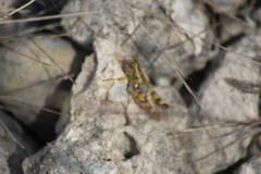 Agroecotettix modestus