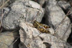 Agroecotettix modestus