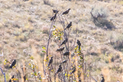 Xanthocephalus xanthocephalus