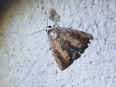 Tachosa brunnescens