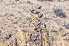 Xanthocephalus xanthocephalus