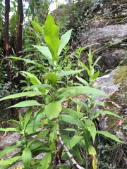 Calomeria amaranthoides