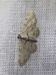 Sigilliclystis insigillata