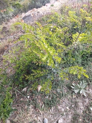 Nothofagus antarctica