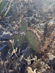 Opuntia dulcis
