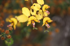 Diuris tinkeri