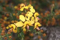 Diuris tinkeri