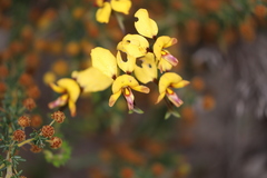 Diuris tinkeri