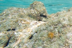 Spirobranchus corniculatus